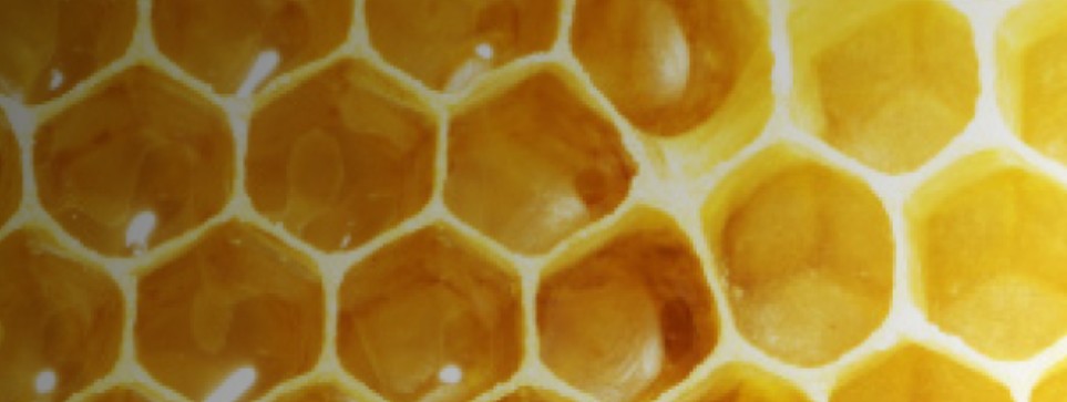 Ein Beispiel Bild für das Event Herbstferien 2026 - Bienenwoche in der Kinderimkerei Seegold.